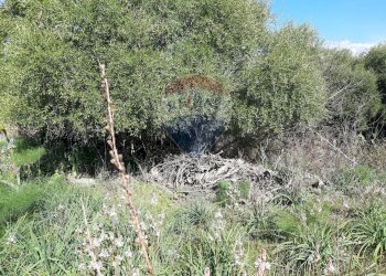 Giardino - Terreno agricolo Via Vinazza
 
14, Misterbianco - foto 10