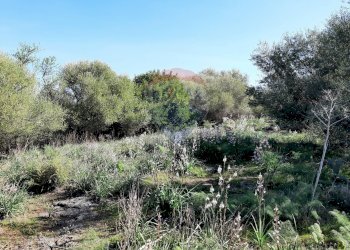 Giardino - Terreno agricolo Via Vinazza
 
14, Misterbianco - foto 12