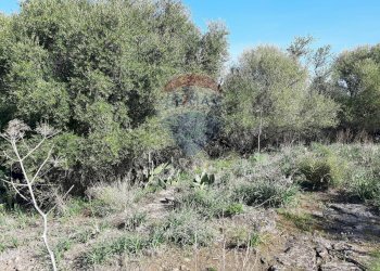 Giardino - Terreno agricolo Via Vinazza
 
14, Misterbianco - foto 13