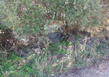 Giardino - Terreno agricolo Via Vinazza
 
14, Misterbianco - foto 50