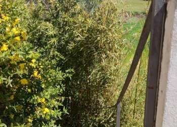 Giardino - Villa VIA VITALIANO BRANCATI
 
17, Caltagirone - foto 74