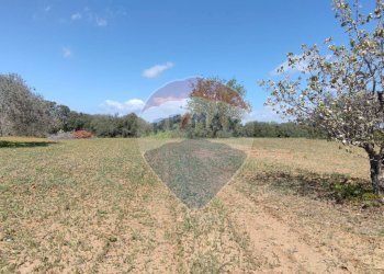 Giardino - Terreno agricolo CONTRADA PIANO CHIESA
 
SN, Caltagirone - foto 1