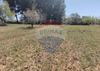 Giardino - Terreno agricolo CONTRADA PIANO CHIESA
 
SN, Caltagirone - foto 3