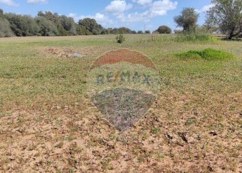 Giardino - Terreno agricolo CONTRADA PIANO CHIESA
 
SN, Caltagirone - foto 4