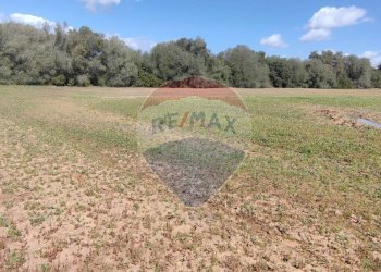 Giardino - Terreno agricolo CONTRADA PIANO CHIESA
 
SN, Caltagirone - foto 5