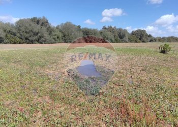 Giardino - Terreno agricolo CONTRADA PIANO CHIESA
 
SN, Caltagirone - foto 6