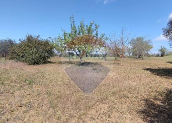 Giardino - Terreno agricolo CONTRADA PIANO CHIESA
 
SN, Caltagirone - foto 8