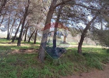 Giardino - Terreno agricolo CONTRADA PIANO CHIESA
 
SN, Caltagirone - foto 11