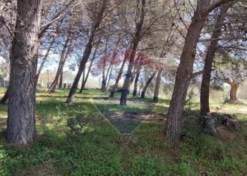 Giardino - Terreno agricolo CONTRADA PIANO CHIESA
 
SN, Caltagirone - foto 12