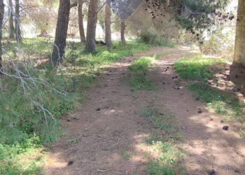 Giardino - Terreno agricolo CONTRADA PIANO CHIESA
 
SN, Caltagirone - foto 13