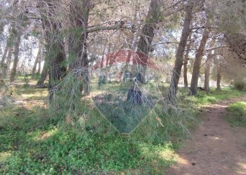 Giardino - Terreno agricolo CONTRADA PIANO CHIESA
 
SN, Caltagirone - foto 14