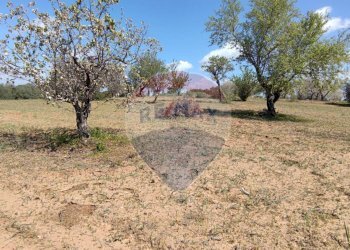 Giardino - Terreno agricolo CONTRADA PIANO CHIESA
 
SN, Caltagirone - foto 16