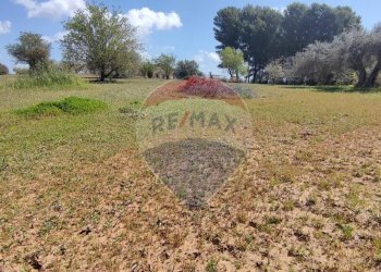 Giardino - Terreno agricolo CONTRADA PIANO CHIESA
 
SN, Caltagirone - foto 17