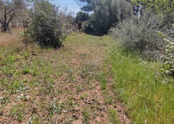 Giardino - Terreno agricolo CONTRADA PIANO CHIESA
 
SN, Caltagirone - foto 20