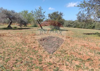Giardino - Terreno agricolo CONTRADA PIANO CHIESA
 
SN, Caltagirone - foto 22