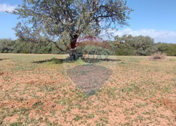 Giardino - Terreno agricolo CONTRADA PIANO CHIESA
 
SN, Caltagirone - foto 23