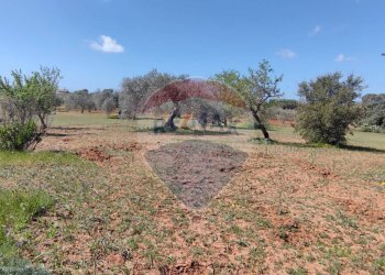 Giardino - Terreno agricolo CONTRADA PIANO CHIESA
 
SN, Caltagirone - foto 24