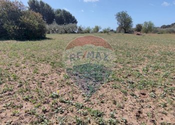 Giardino - Terreno agricolo CONTRADA PIANO CHIESA
 
SN, Caltagirone - foto 28