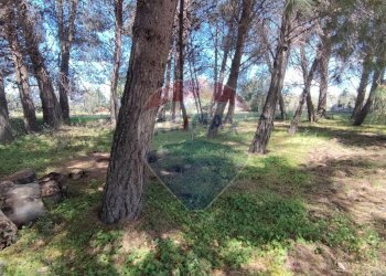 Giardino - Terreno agricolo CONTRADA PIANO CHIESA
 
SN, Caltagirone - foto 30