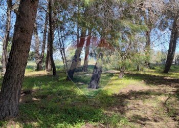 Giardino - Terreno agricolo CONTRADA PIANO CHIESA
 
SN, Caltagirone - foto 33