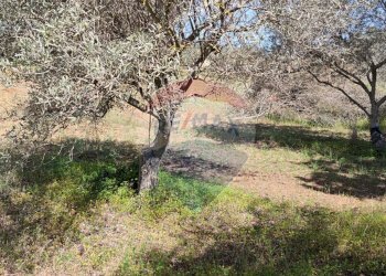 Giardino - Terreno agricolo CONTRADA PIANO CHIESA
 
SN, Caltagirone - foto 34