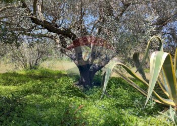Giardino - Terreno agricolo CONTRADA PIANO CHIESA
 
SN, Caltagirone - foto 35