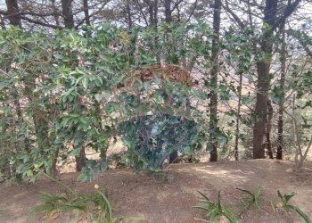 Giardino - Villa VIA ANTONINO GRAVINA IL BELLICOSO
 
8, Caltagirone - foto 39