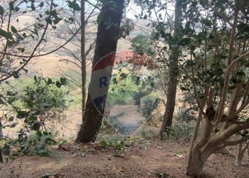 Giardino - Villa VIA ANTONINO GRAVINA IL BELLICOSO
 
8, Caltagirone - foto 40