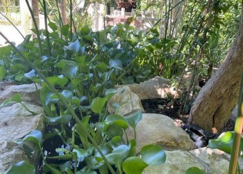 Giardino - Villa CONTRADA GAZZENA, Monterosso Almo - foto 36