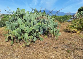 Giardino - Terreno edificabile Pietro Paolo
55, Acireale - foto 16