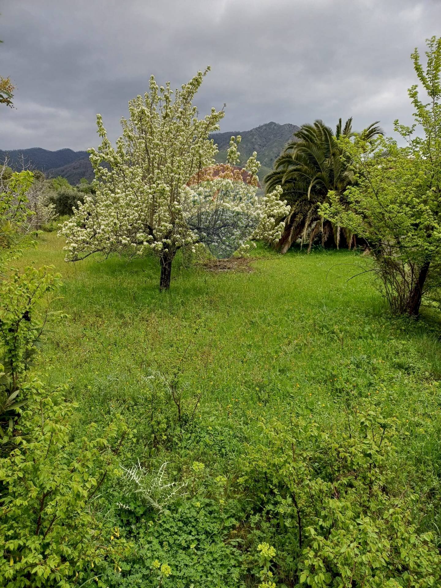 Giardino - Terreno agricolo contrada san giovanni, Roccella Valdemone - foto 3