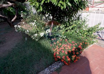 Giardino - Casa indipendente Via Armando Diaz
 
27, Bellona - foto 49