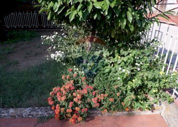 Giardino - Casa indipendente Via Armando Diaz
 
27, Bellona - foto 54