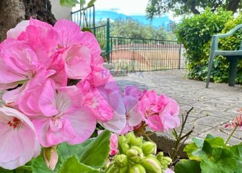 Giardino - Villa Via Tufo
 
6, Vitulazio - foto 77