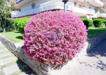 Giardino - Trilocale Via JOHN ANDREW GRAEFER PIAZZA PITESTI
 
2, Caserta - foto 4