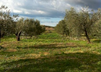 Foto 3 - Terreno agricolo Via dei Campanili, Cori - foto 3