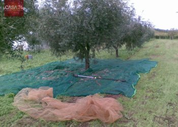 Foto 4 - Terreno agricolo Via dei Campanili, Cori - foto 4