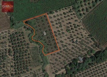 Foto 6 - Terreno agricolo Via dei Campanili, Cori - foto 6