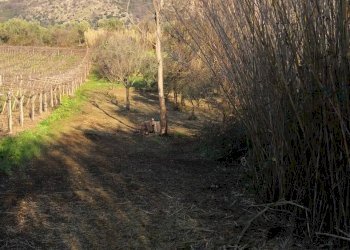 Foto 7 - Terreno agricolo Via dei Campanili, Cori - foto 7