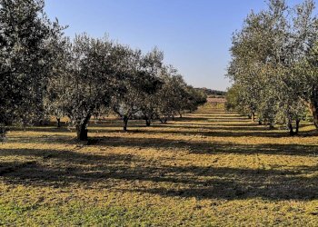 Foto 8 - Terreno agricolo Via dei Campanili, Cori - foto 8