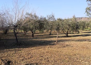 Foto 9 - Terreno agricolo Via dei Campanili, Cori - foto 9