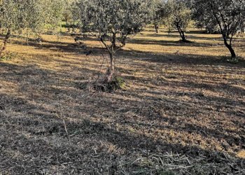 Foto 12 - Terreno agricolo Via dei Campanili, Cori - foto 12