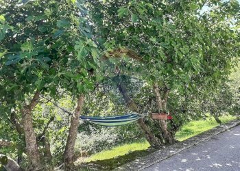 Giardino - Casa semi indipendente Via Valtibolla
 
2, Limana - foto 21