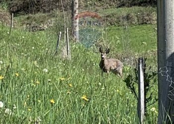 Giardino - Appartamento Via Mussera
159, Chies d'Alpago - foto 22