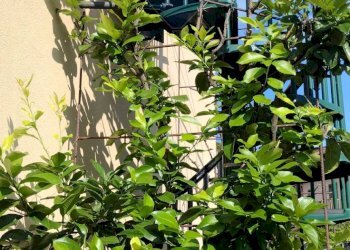 Giardino - Casa semi indipendente via caffaro
 
4, Andora - foto 8