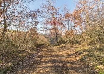 Giardino - Terreno agricolo Poggio Murella
 
snc, Manciano - foto 13