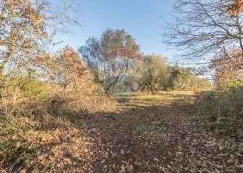 Giardino - Terreno agricolo Poggio Murella
 
snc, Manciano - foto 15