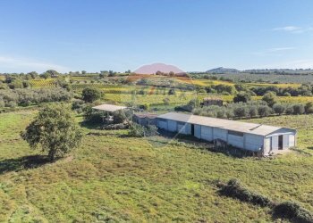 Giardino - Terreno agricolo Località Campetuzzi, Pitigliano - foto 9