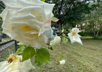 Giardino - Apartment LOCALITA' GIARDINETTO, Bagni di Lucca - photo 15