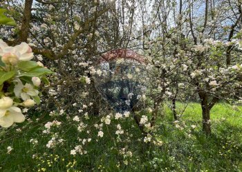 Giardino - Appartamento LOCALITA'  MANCIANA
 
2, Coreglia Antelminelli - foto 20